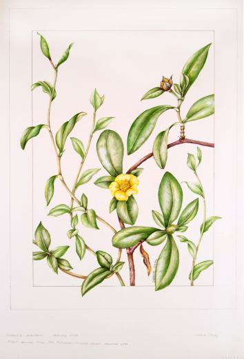 Hibbertia scandens, by Valerie Oxley