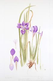 Iris unguicularis, by Jill Holcombe