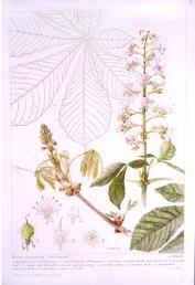 Aesculus hippocastanum, by Jo Edwards