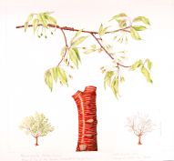 Prunus serrula, by Jan Relton