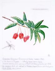 Crinodendron hookerianum, by Elaine Shimwell