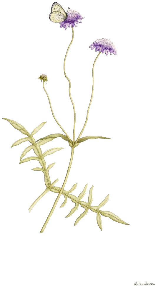 Knautia arvensis, by Margaret Sanderson