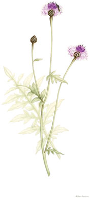 Centaurea scabiosa, by Margaret Sanderson