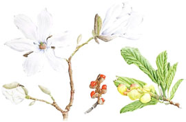 Magnolia stellata, by Vivienne Taylor