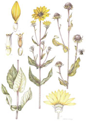 Helianthus mollis, by Valerie Oxley 