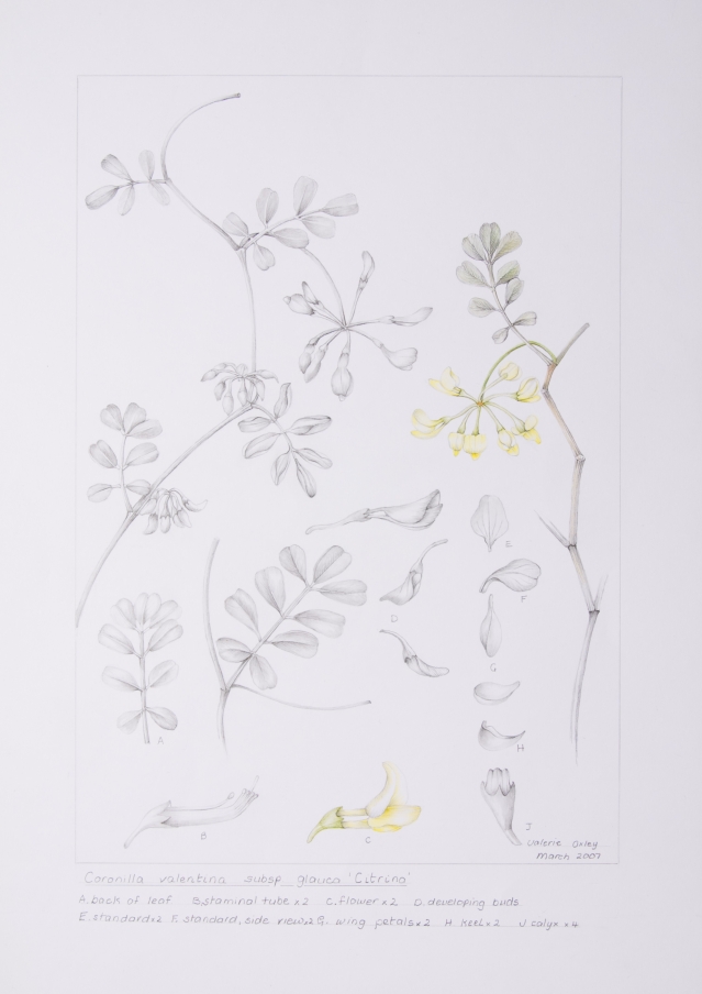 Coronilla valentina subsp. glauca "Citrina", by Valerie Oxley