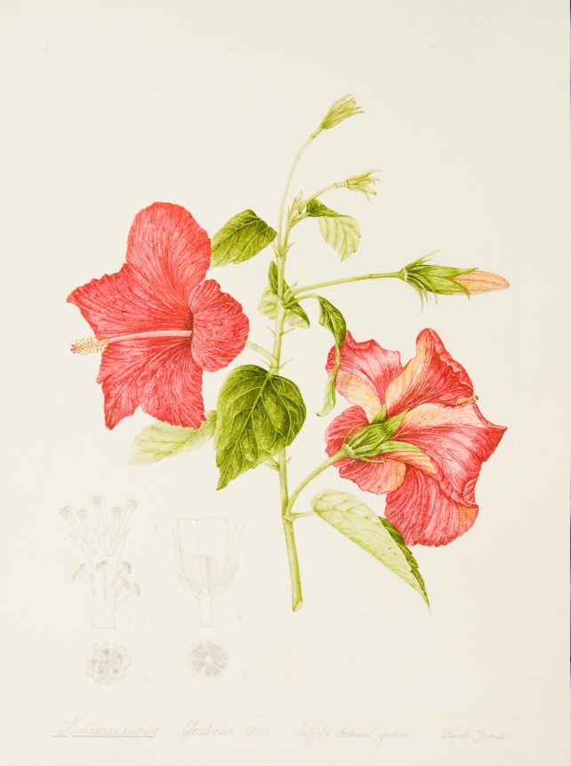 Hibiscus rosa-sinensis, by Pamela Furniss