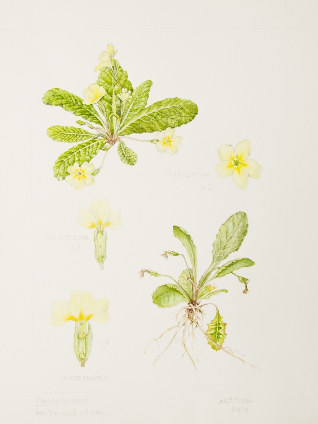 Primula vulgaris, by Judyth Pickles
