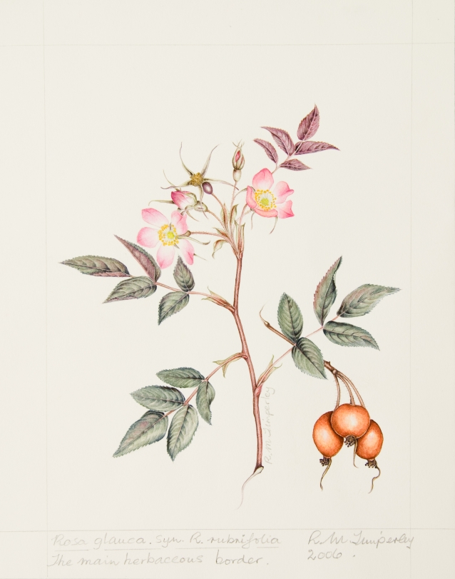 Rosa glauca syn R. rubrifolia, by Rosalind Timperley