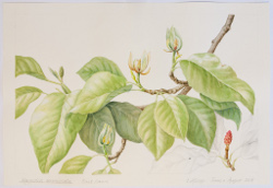 Magnolia acuminata, by Cathrine Allsopp