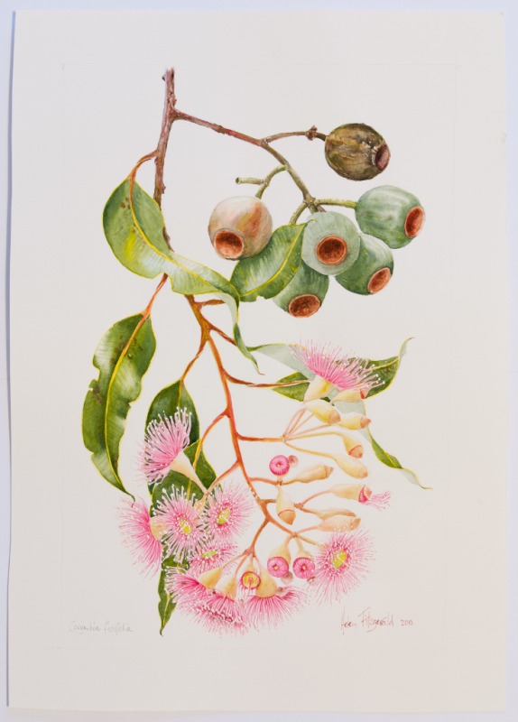 Corymbia ficifolia, by Helen Fitzgerald