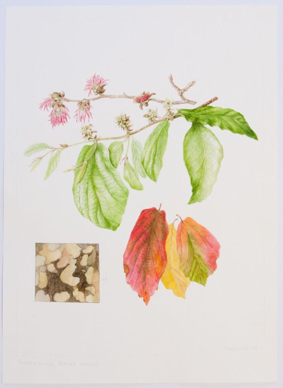Parrotia persica, by Sheila Stancill