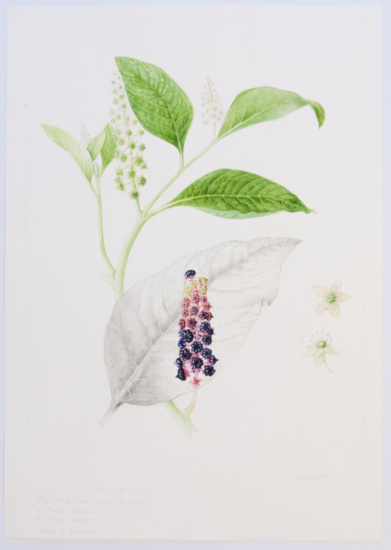 Phytolacca americana, by Sheila Stancill