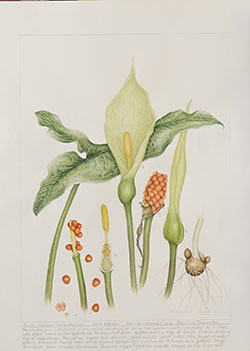 Arum italicum 'Marmoratum', by Rosalind Timperley