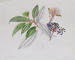 Viburnum davidii, by Sheila Stancill