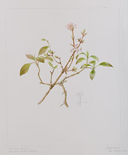 Viburnum farreri, by Sheila Stancill