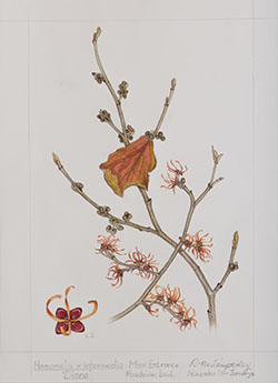 Hamamelis x intermedia 'Diane', by Rosalind Timperley