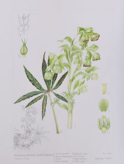 Helleborus foetidus, by Barbara Munro