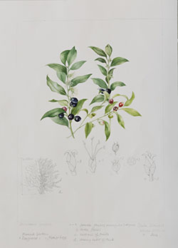 Sarcococca confusa, by Sheila Stancill