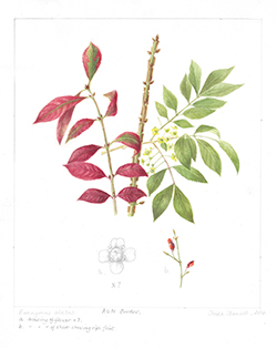 Euonymus alatus, by Sheila Stancill