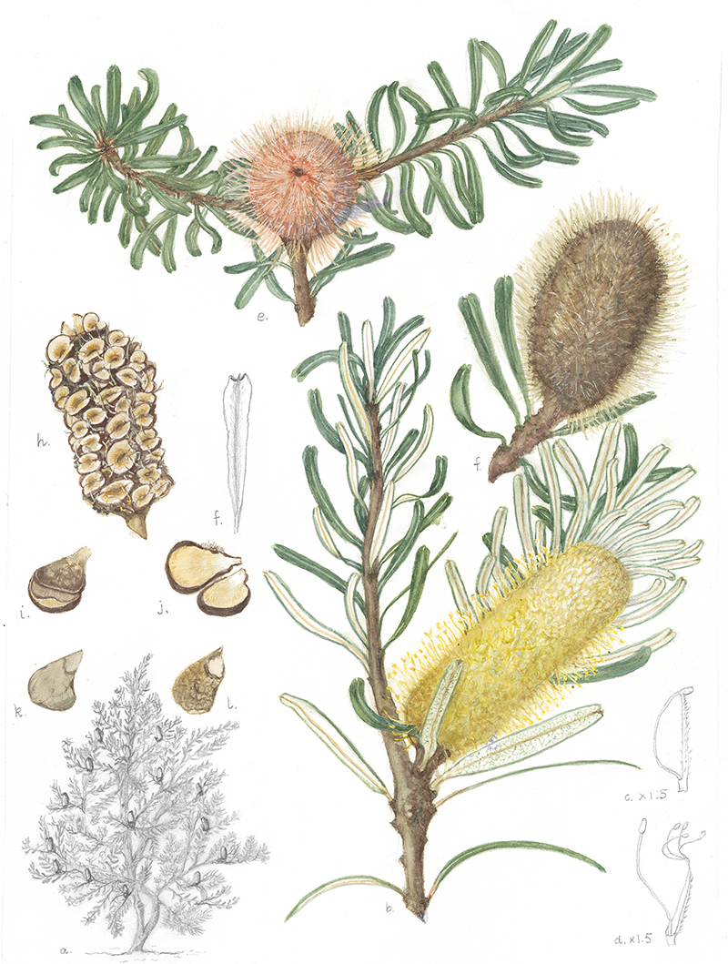 Banksia marginata, by Barbara Munro