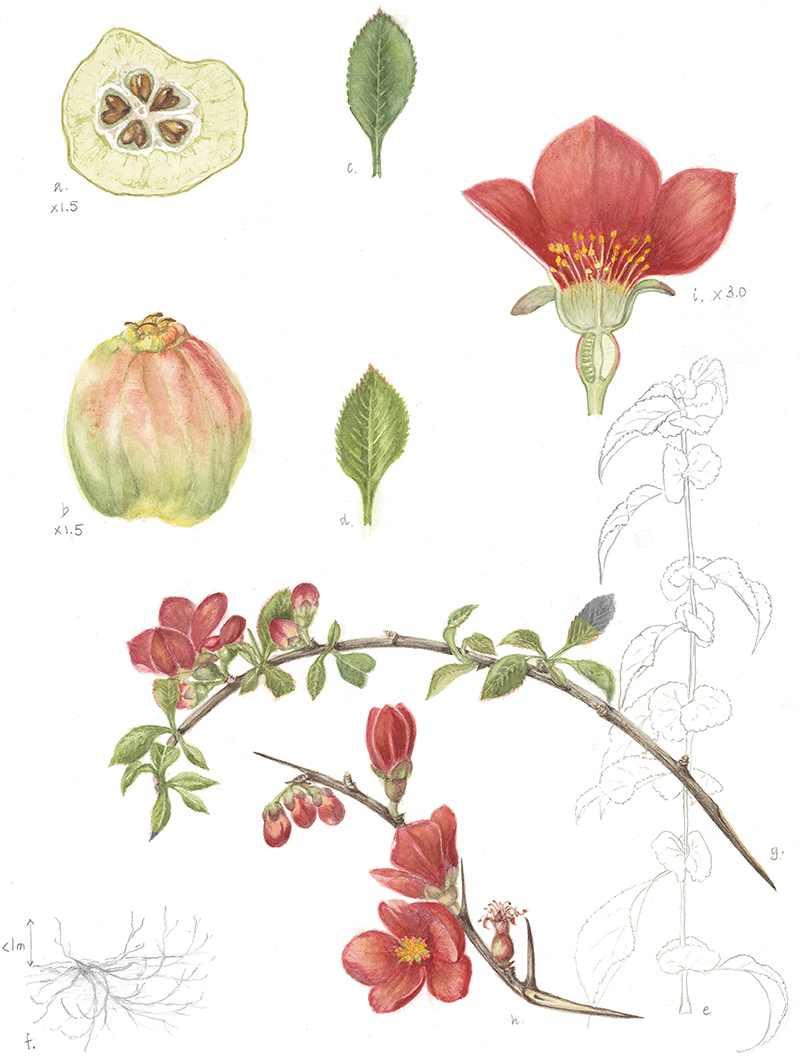 Chaenomeles x superba  'Rowallane', by Barbara Munro