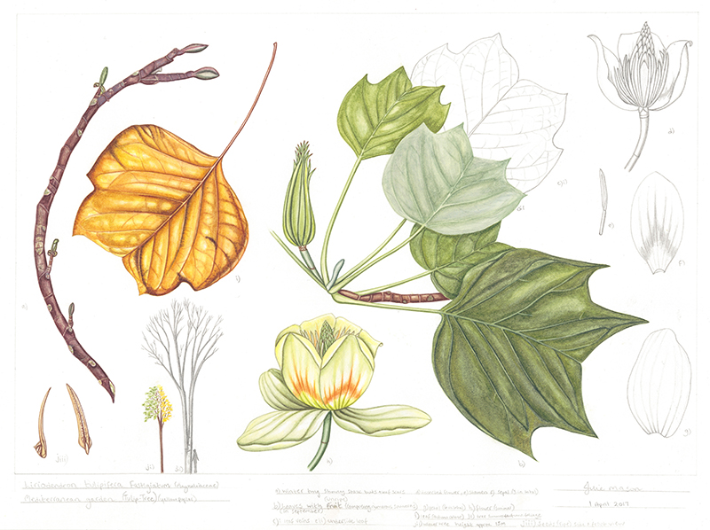 Liriodendron tulipifera ‘Fastigiatum’, by Julie Mason