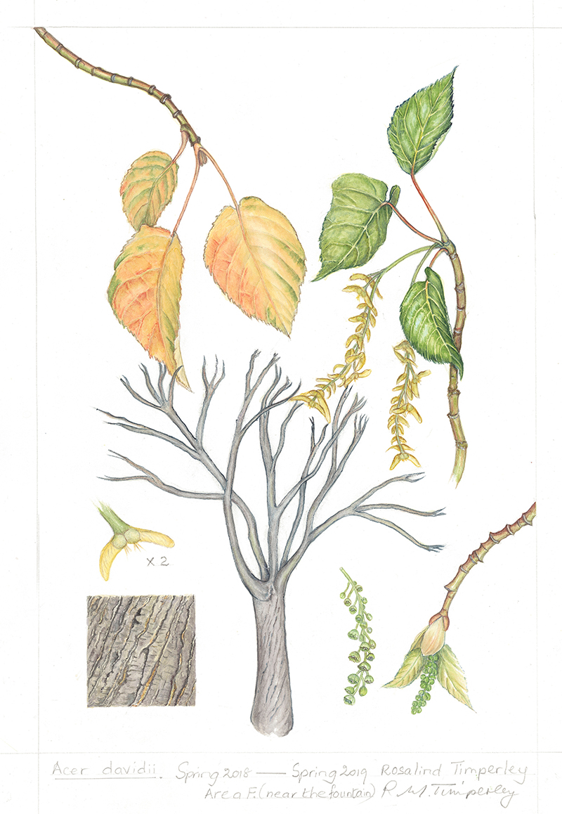 Acer davidii', by Rosalind Timperley